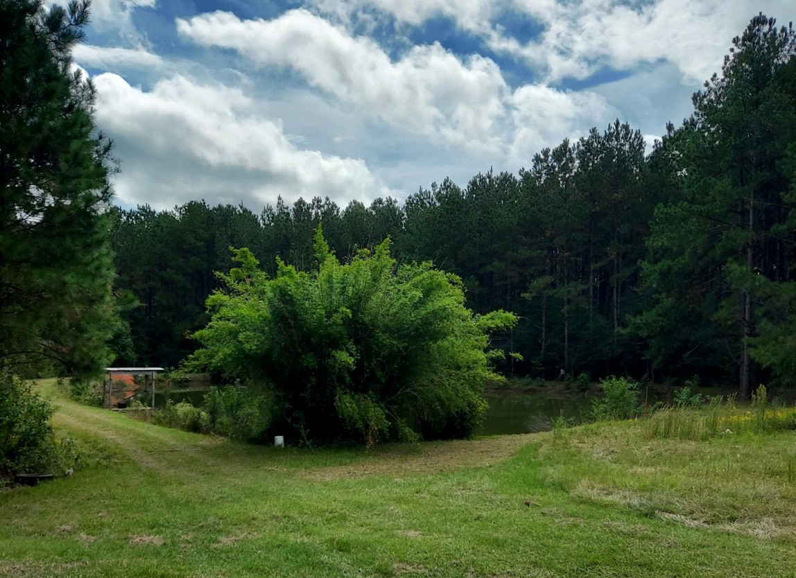 collier kennels play area