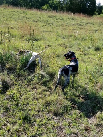 collier kennels