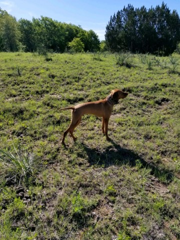collier kennels