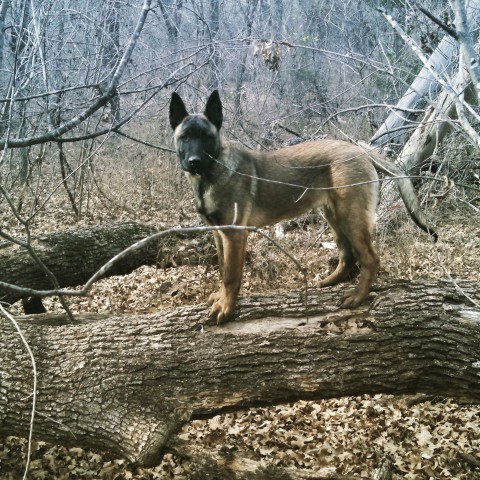 collier kennels