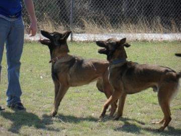 collier kennels