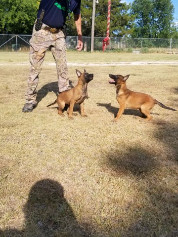 collier kennels