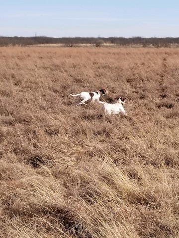 collier kennels