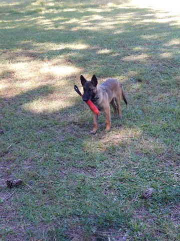 Collier Dog