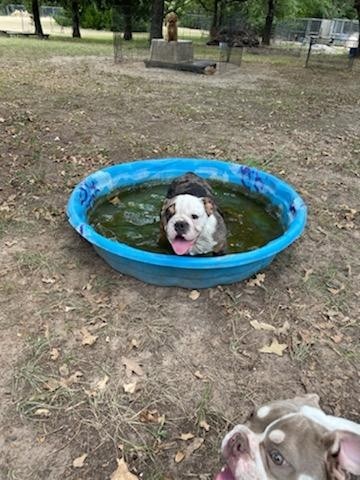 collier kennels