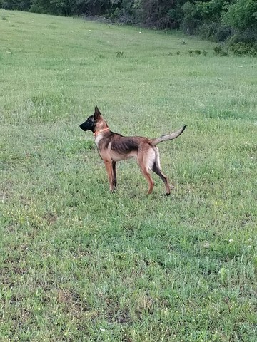 HEKTOR - 6 months old