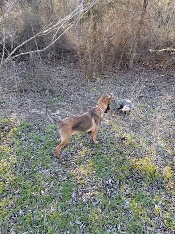 HEKTOR - 3 months old