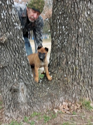 collier kennels