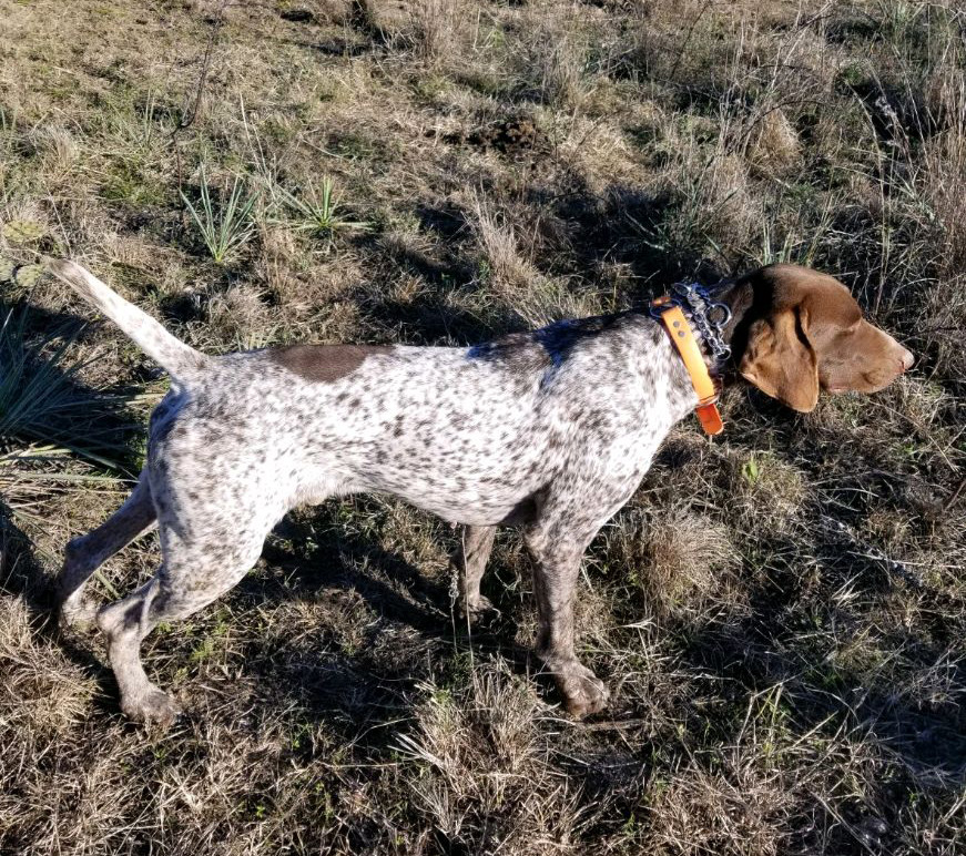Collier Kennels
