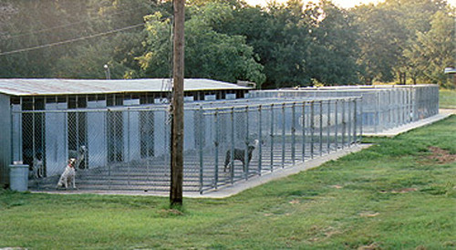 Collier Kennels Boarding