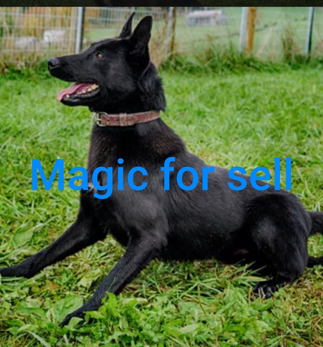 collier kennels